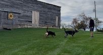 The Dairy Barn -dog friendly yard