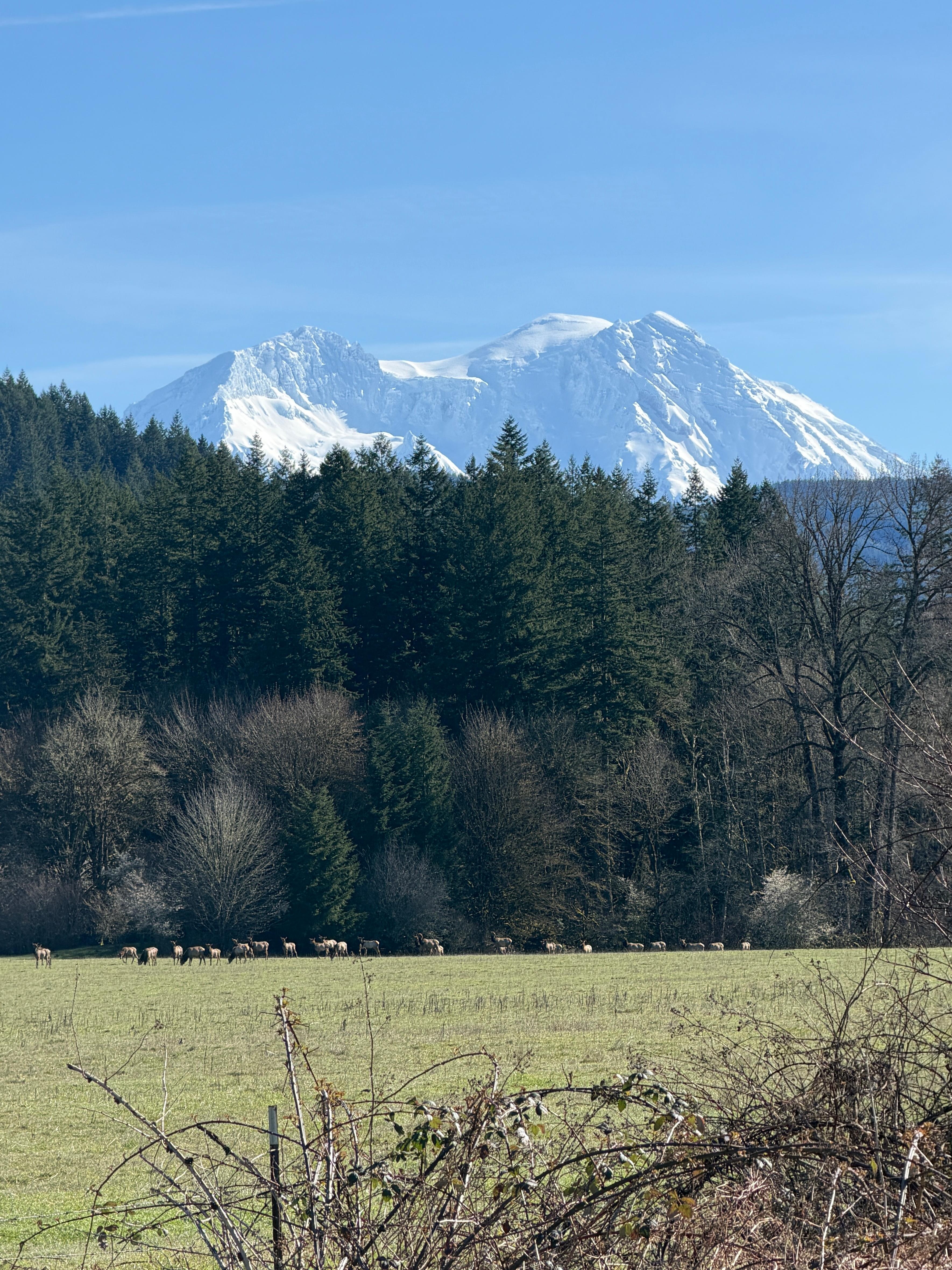 Gorgeous view of Mt. Rainier as we left
