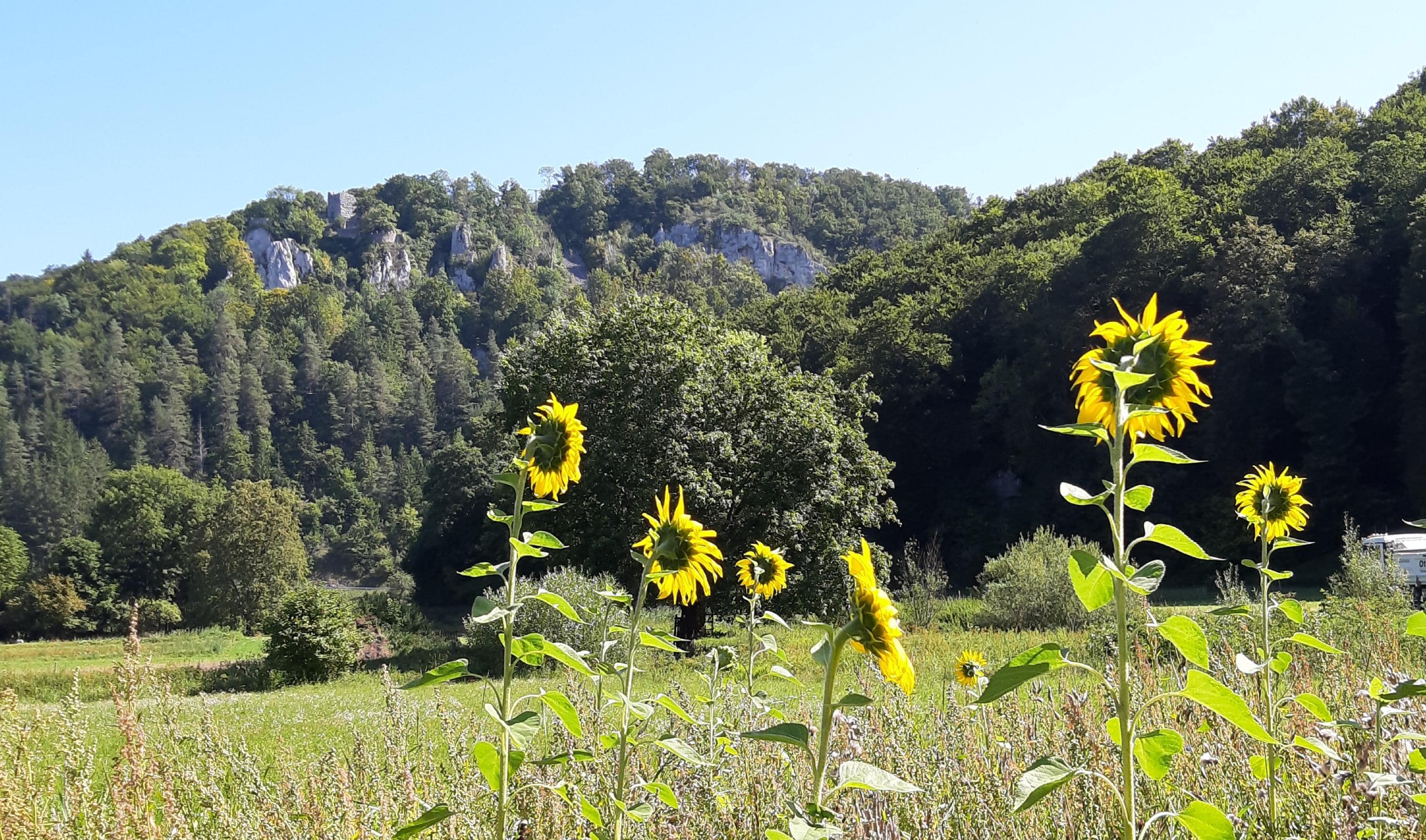 Blick auf die Felsenlandschaft mit Ruine Hohengundelfingen 