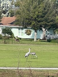 Sandhill cranes