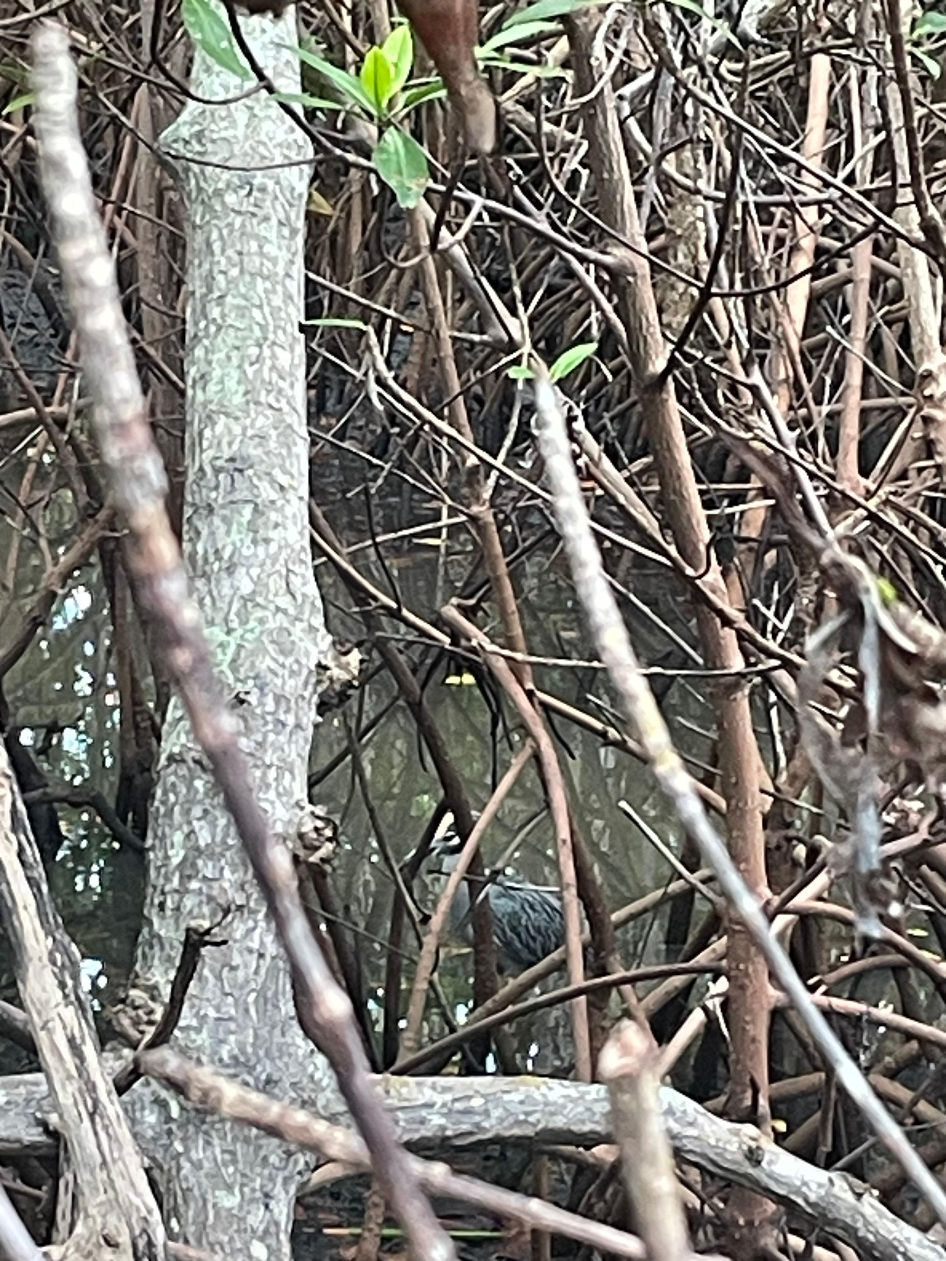 Yellow crested night heron
