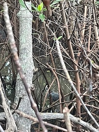 Yellow crested night heron