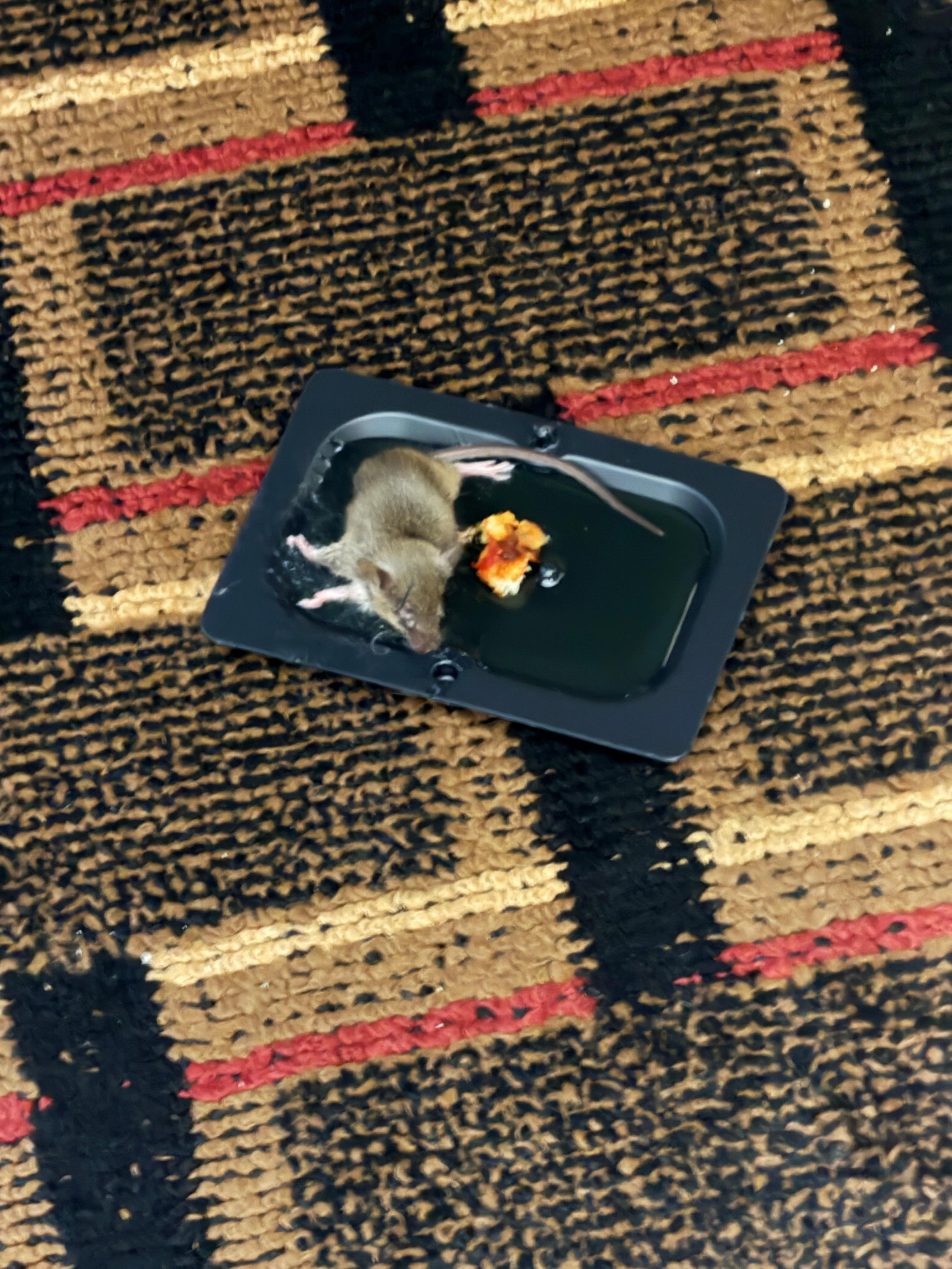 Mouse was barely alive