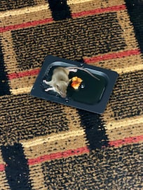 Mouse was barely alive