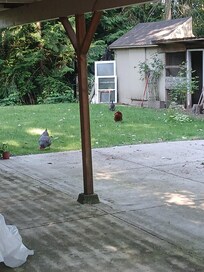 Resident chickens