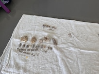 Rockhounding samples from Topaz Mountain