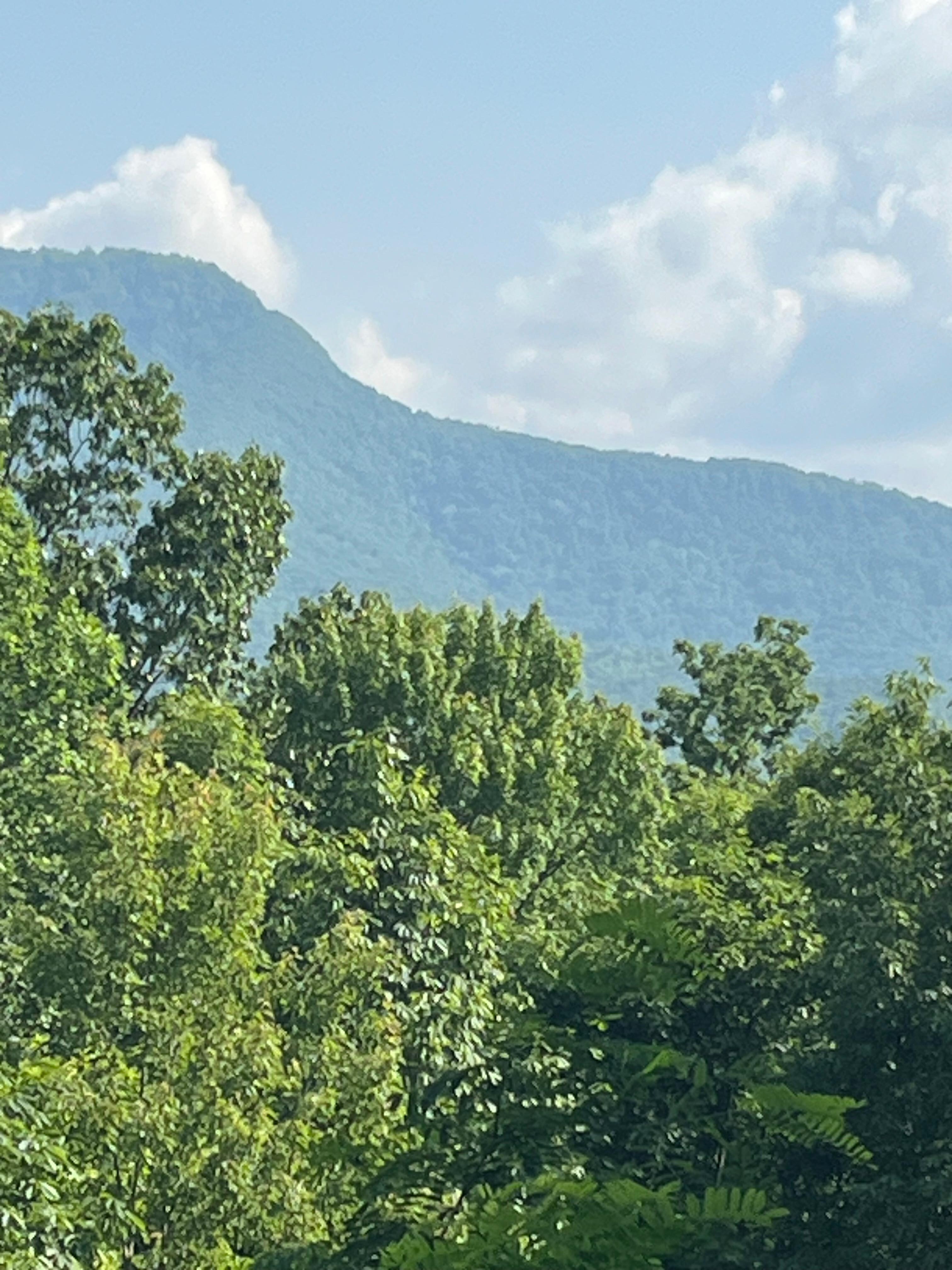 View from back porch 