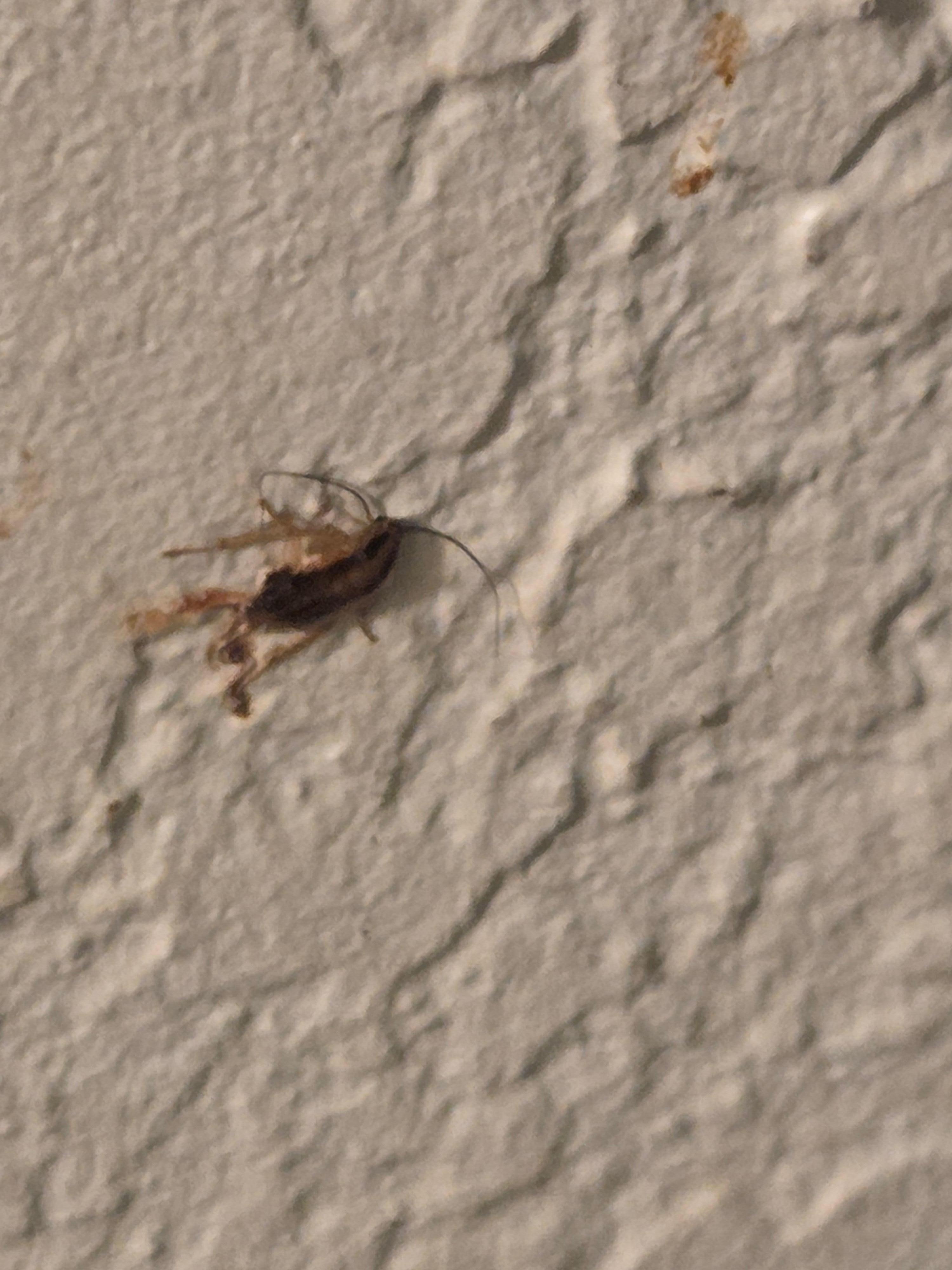 Yummy Smashed Roach! MMMM