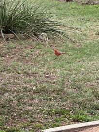 The red birds were so fun to watch early morning.