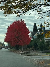 Love the Autumn colors