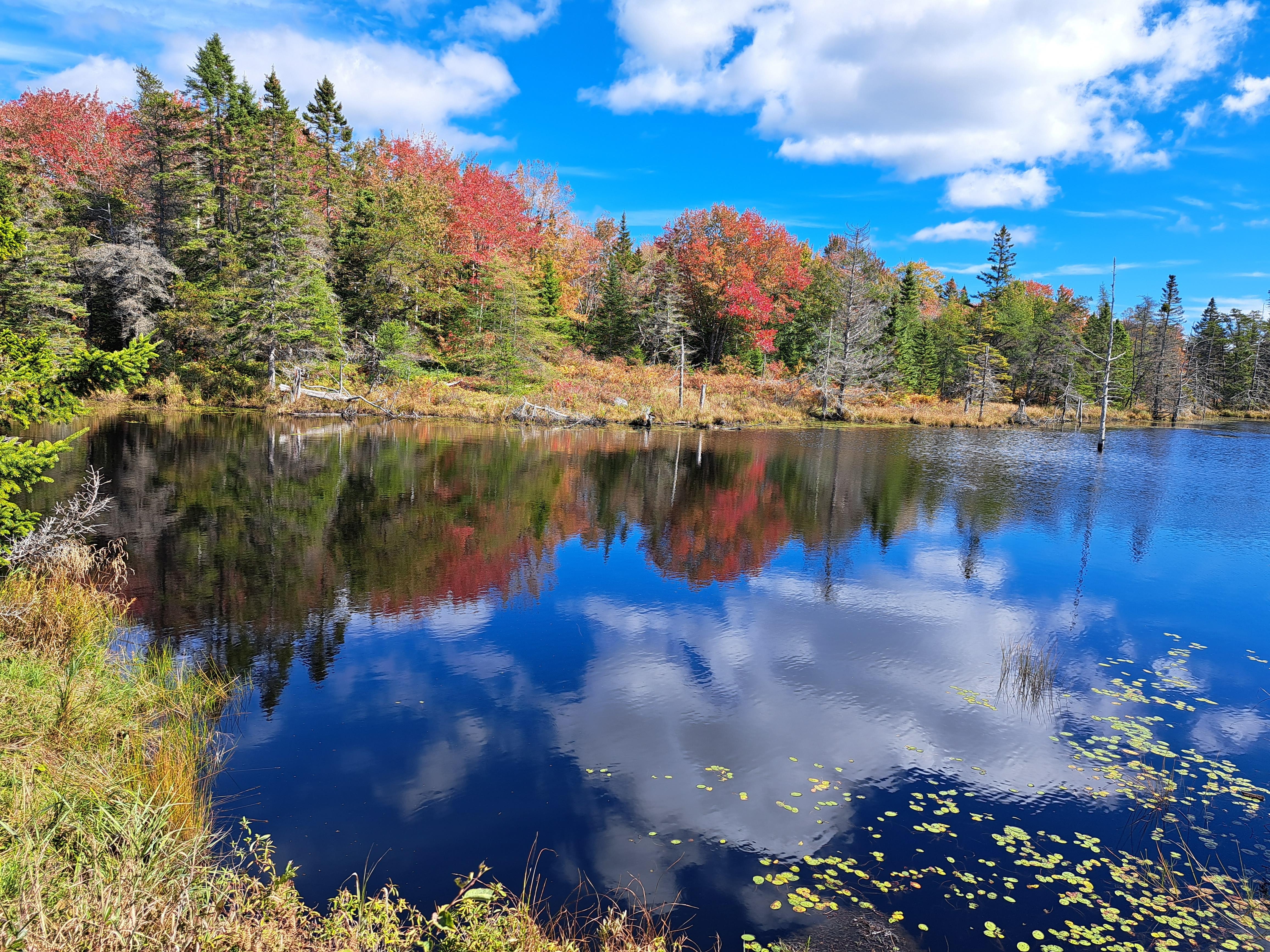 The Corea Heath loop trail is only 15 mins from the house, with beautiful views, cool lichen, lots of boardwalk and a few benches in just the right places..