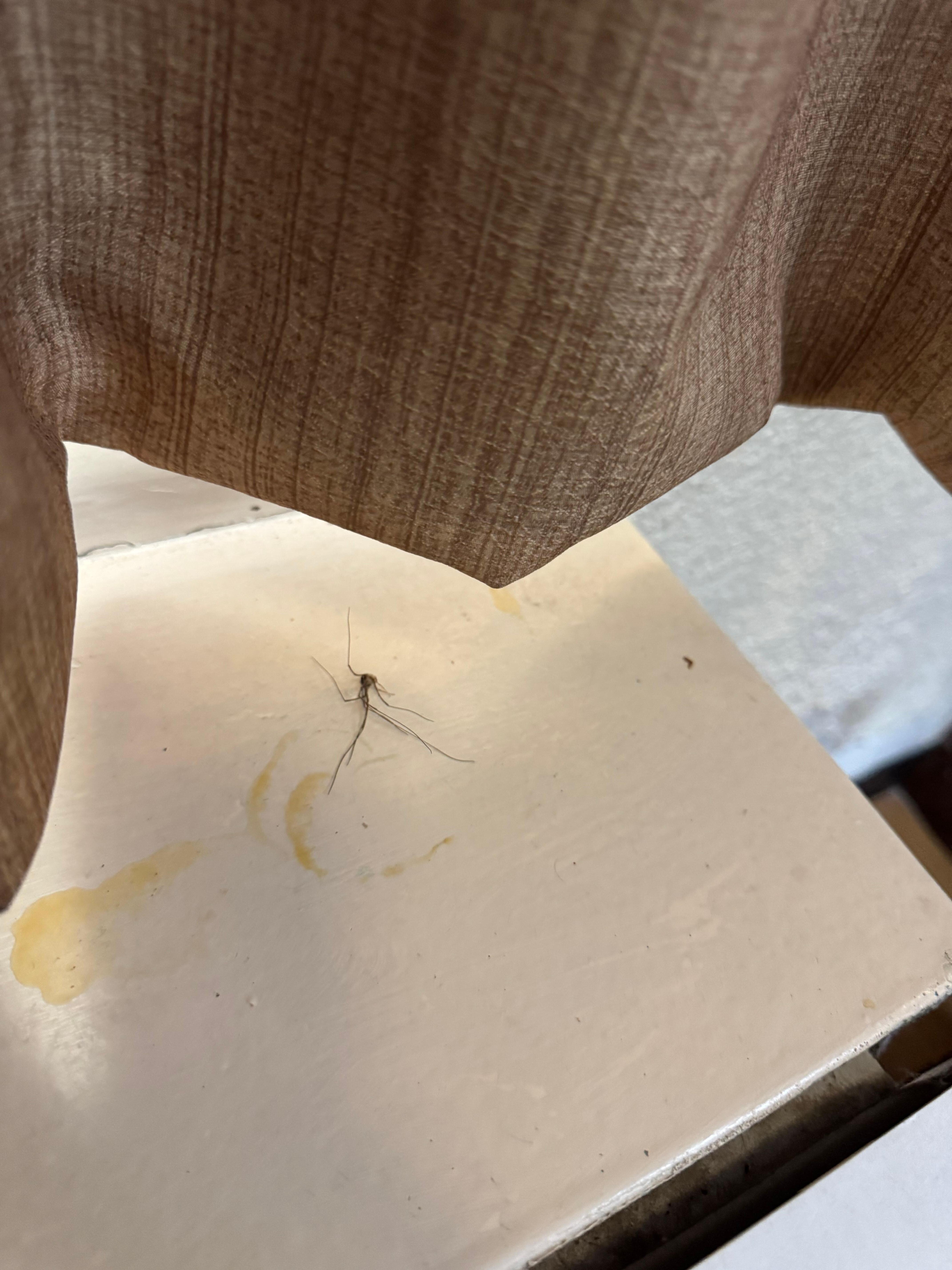 Dead spider