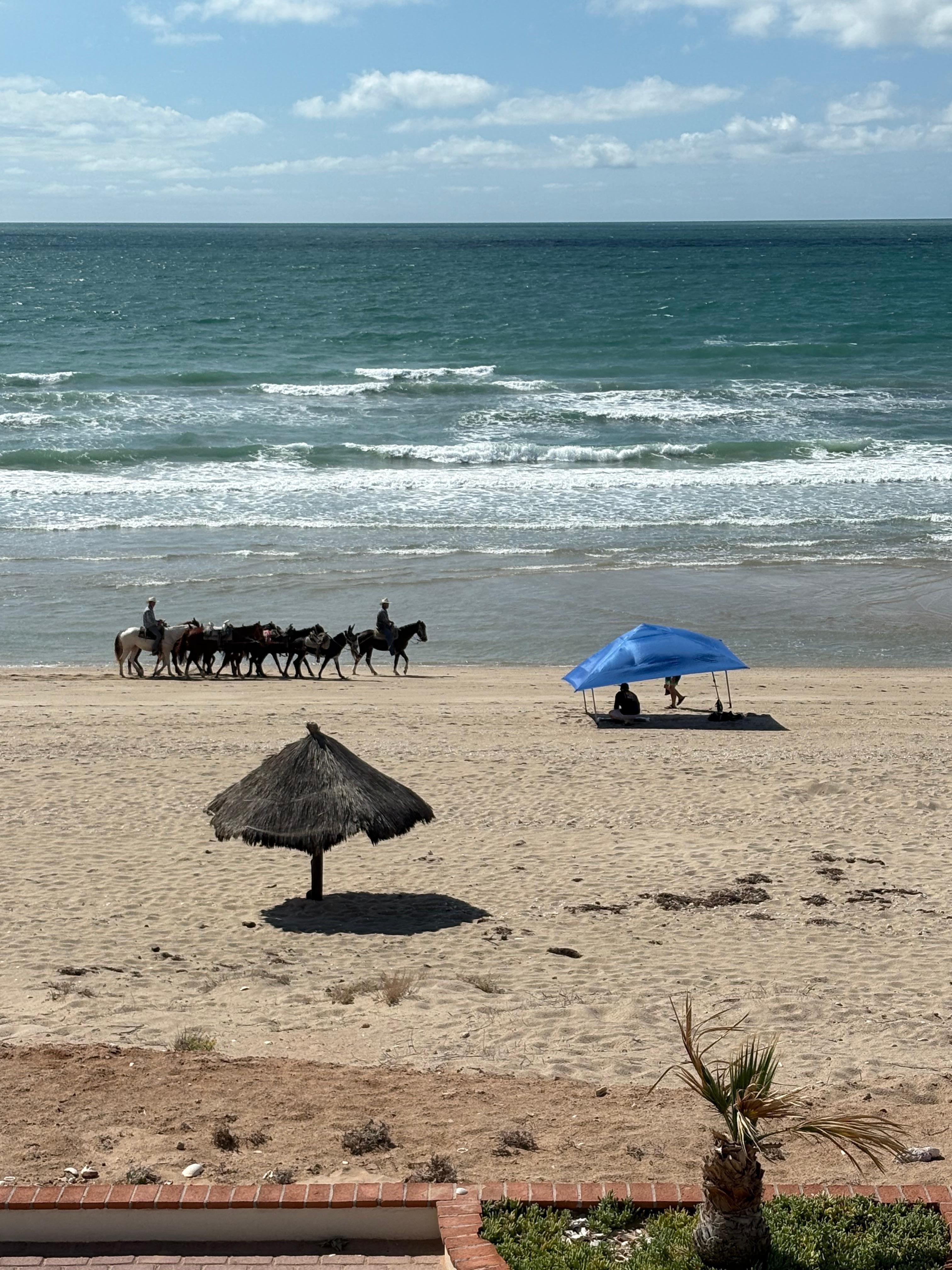 Horses on the beach! 