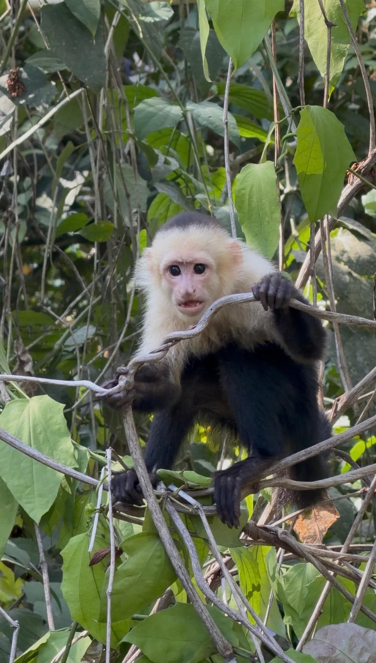 Picture taken from patio. 