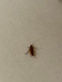 Cockroach