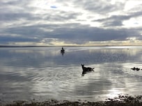 Our dog meeting one of the neighbours as he came in from fishing in the bay. Beautiful colours in the bay every day.