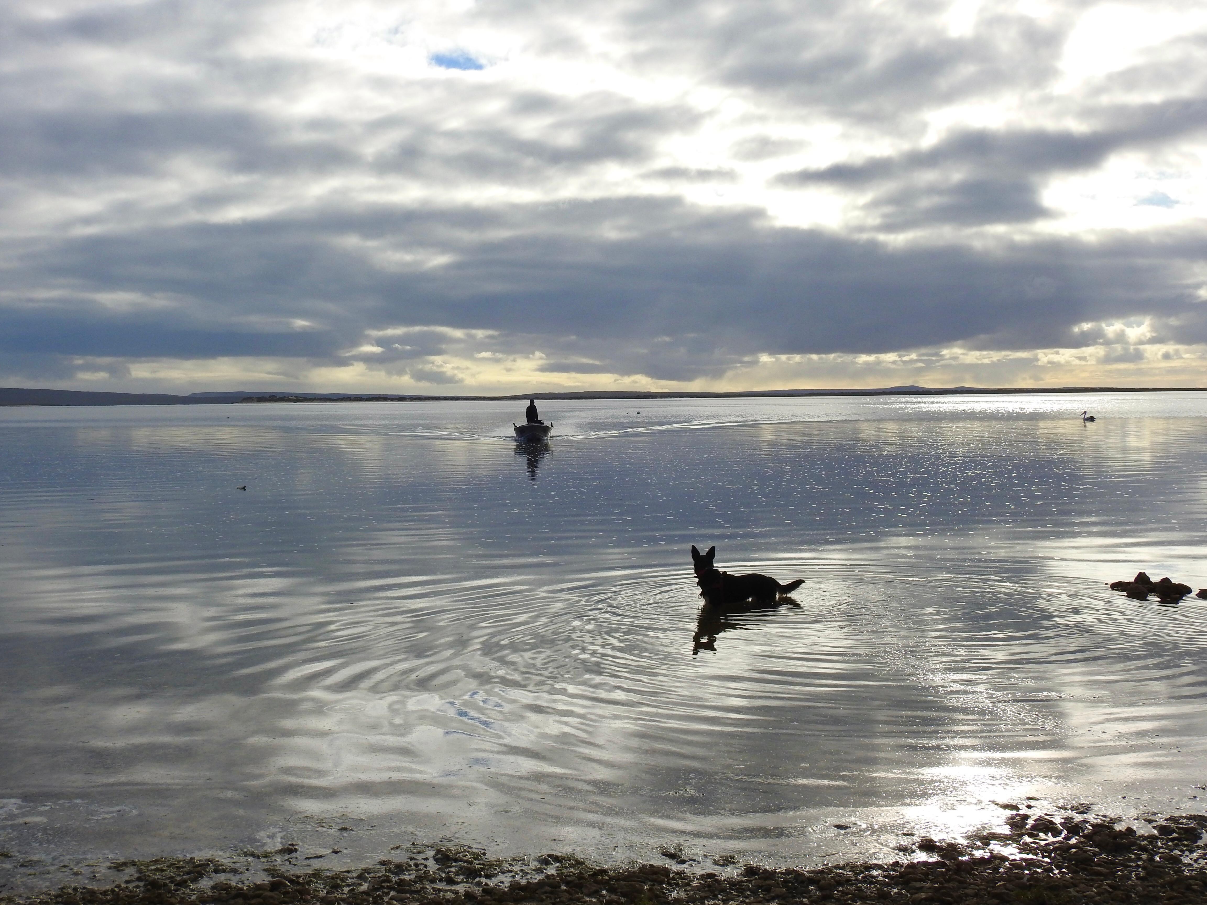 Our dog meeting one of the neighbours as he came in from fishing in the bay. Beautiful colours in the bay every day.