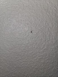 Ants crawling