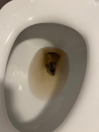 Dead mouse in toilet