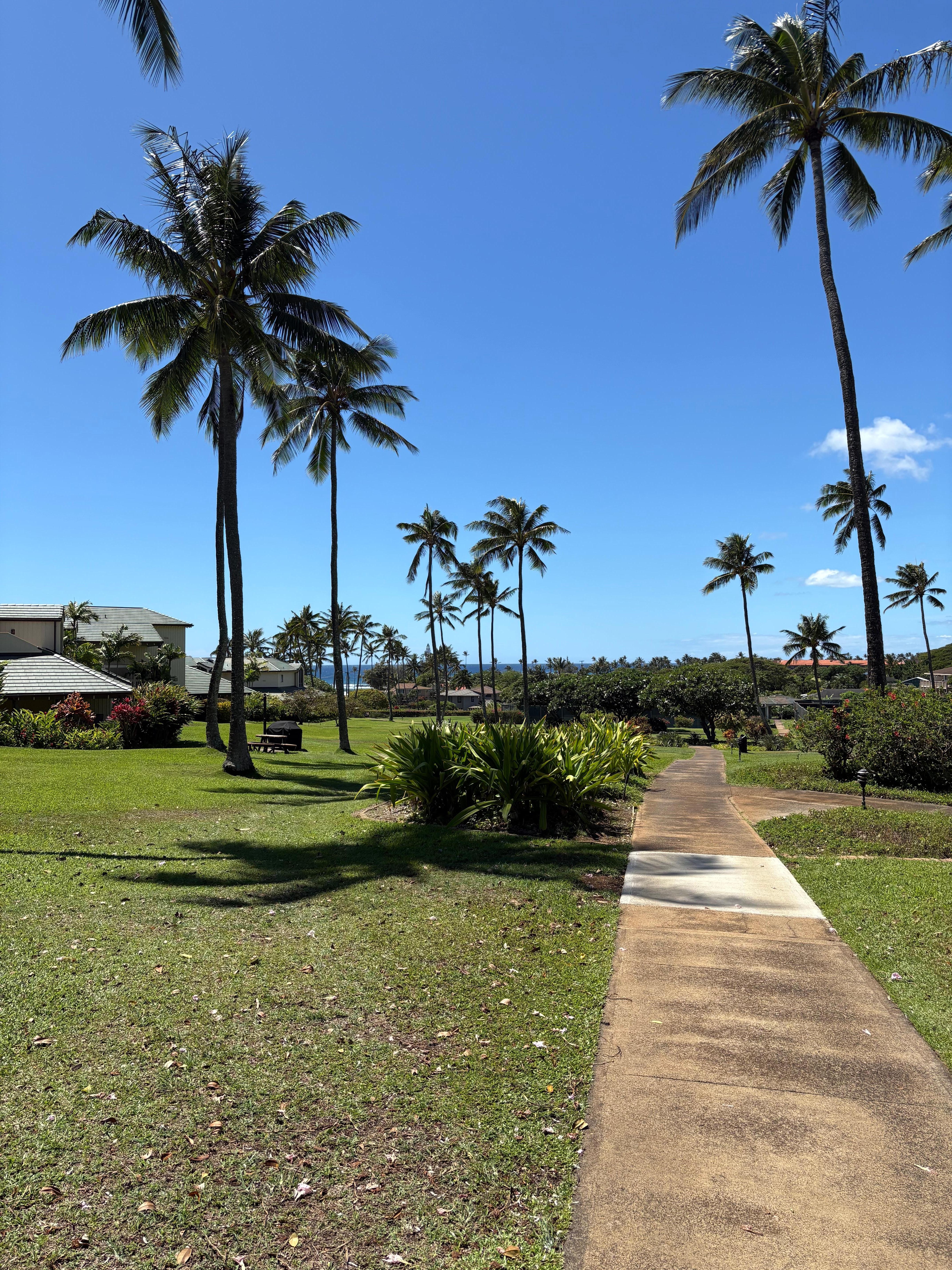 Turtles on Poipu beach