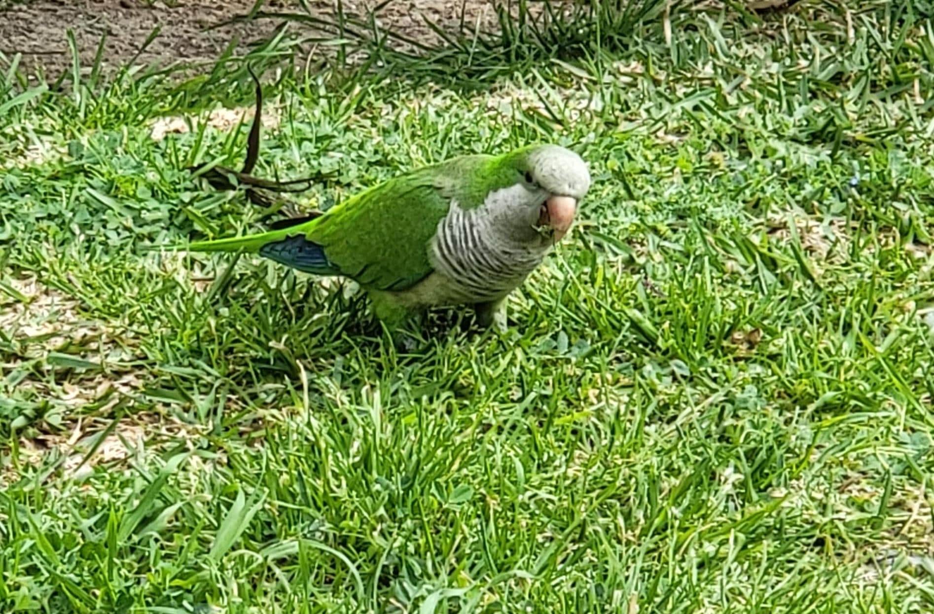These Monk Parakeets are a treat to see. (And hear....)