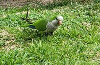 These Monk Parakeets are a treat to see. (And hear....)