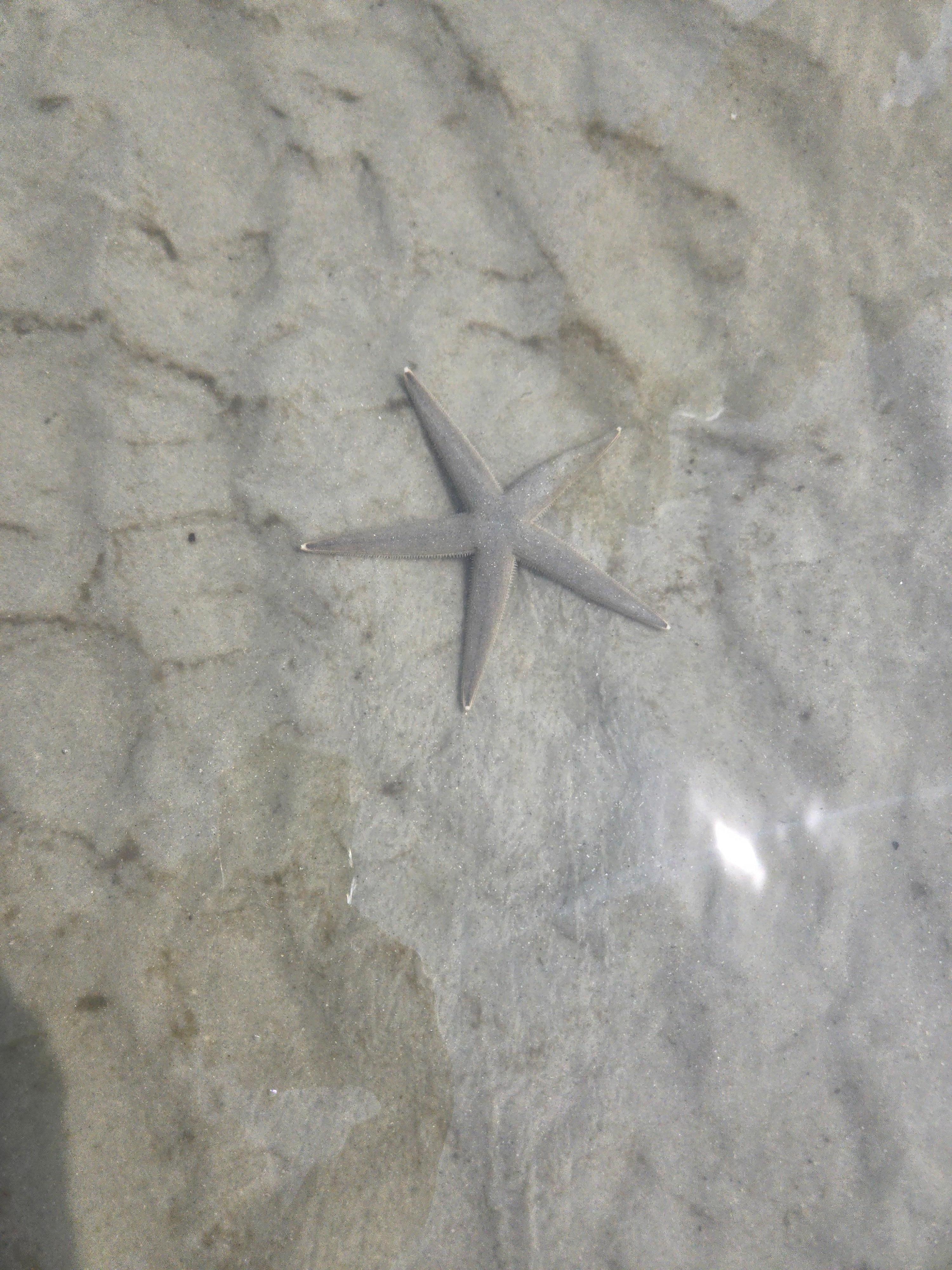 I have been to Fernandina more times than I can count and this is the first time I have seen a starfish!
