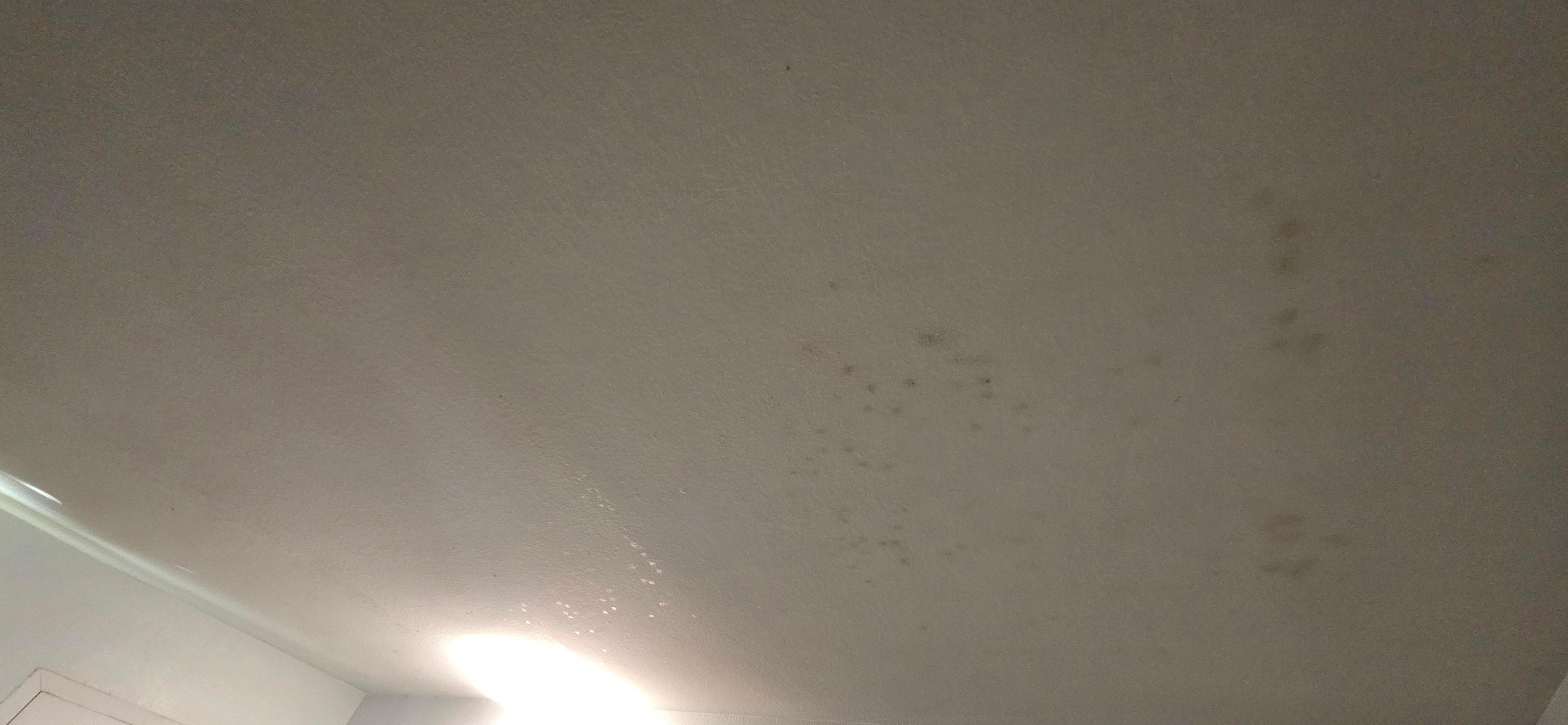 Mold & stains spot all over ceiling 