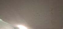 Mold & stains spot all over ceiling
