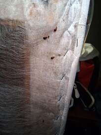 Boxspring was covered inside and out