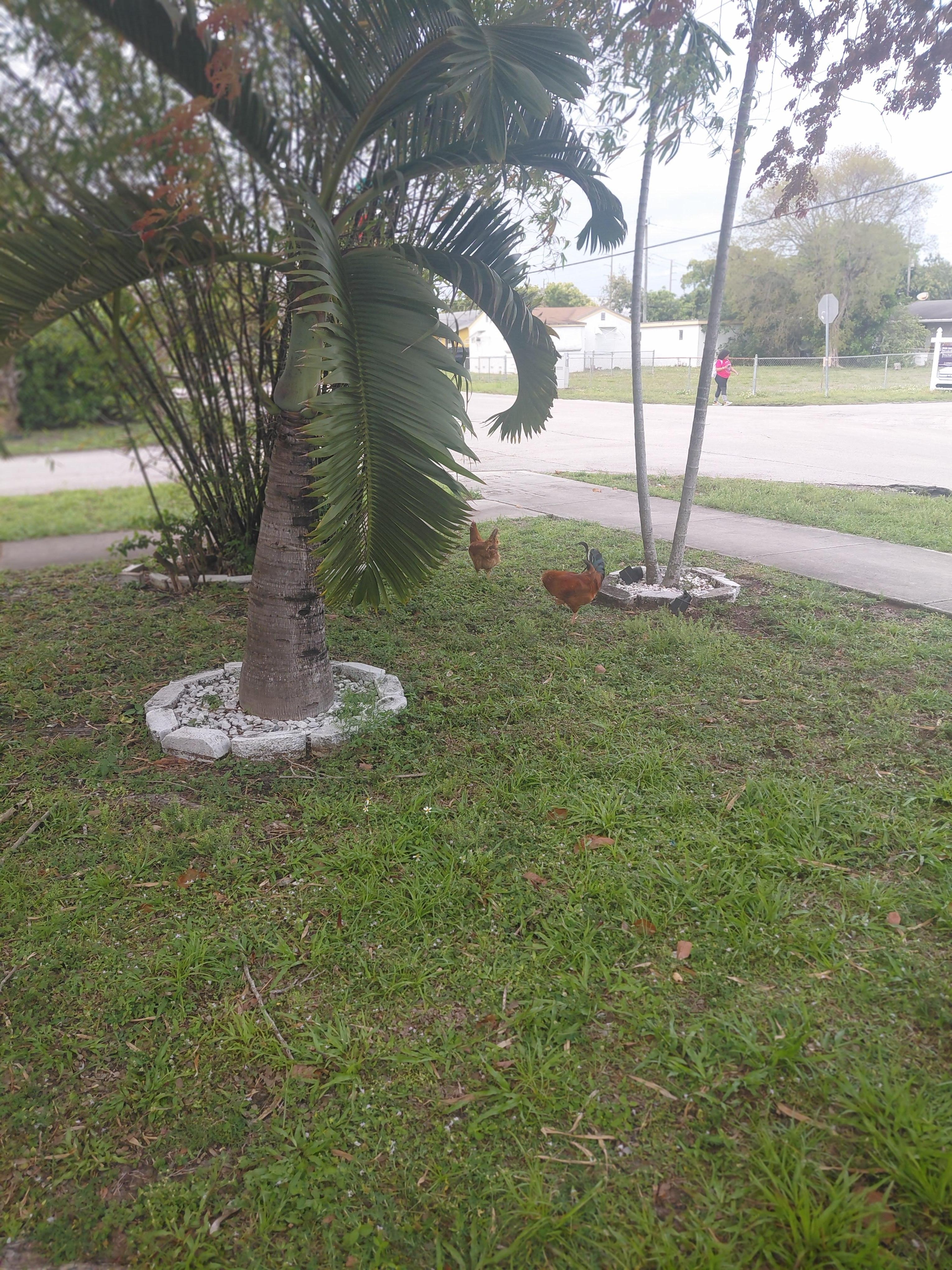 Front yard neighbors chickens 