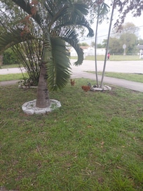 Front yard neighbors chickens