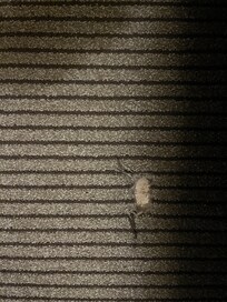 Further carpet damage