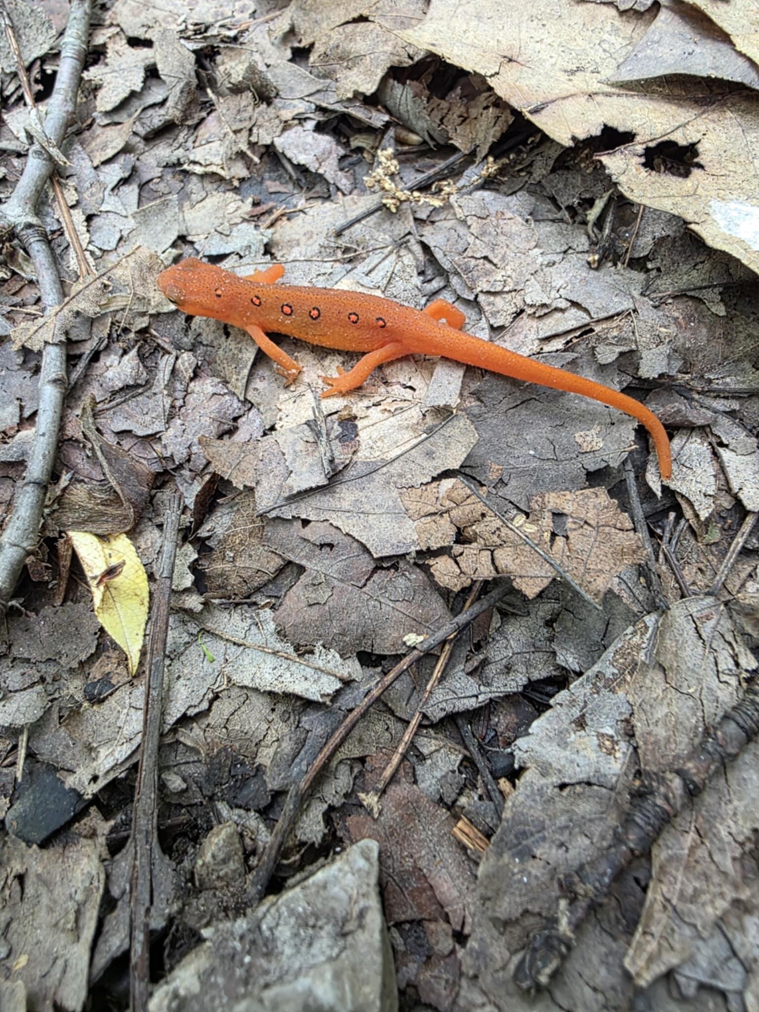 A little trail friend!