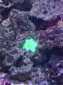 Aquarium