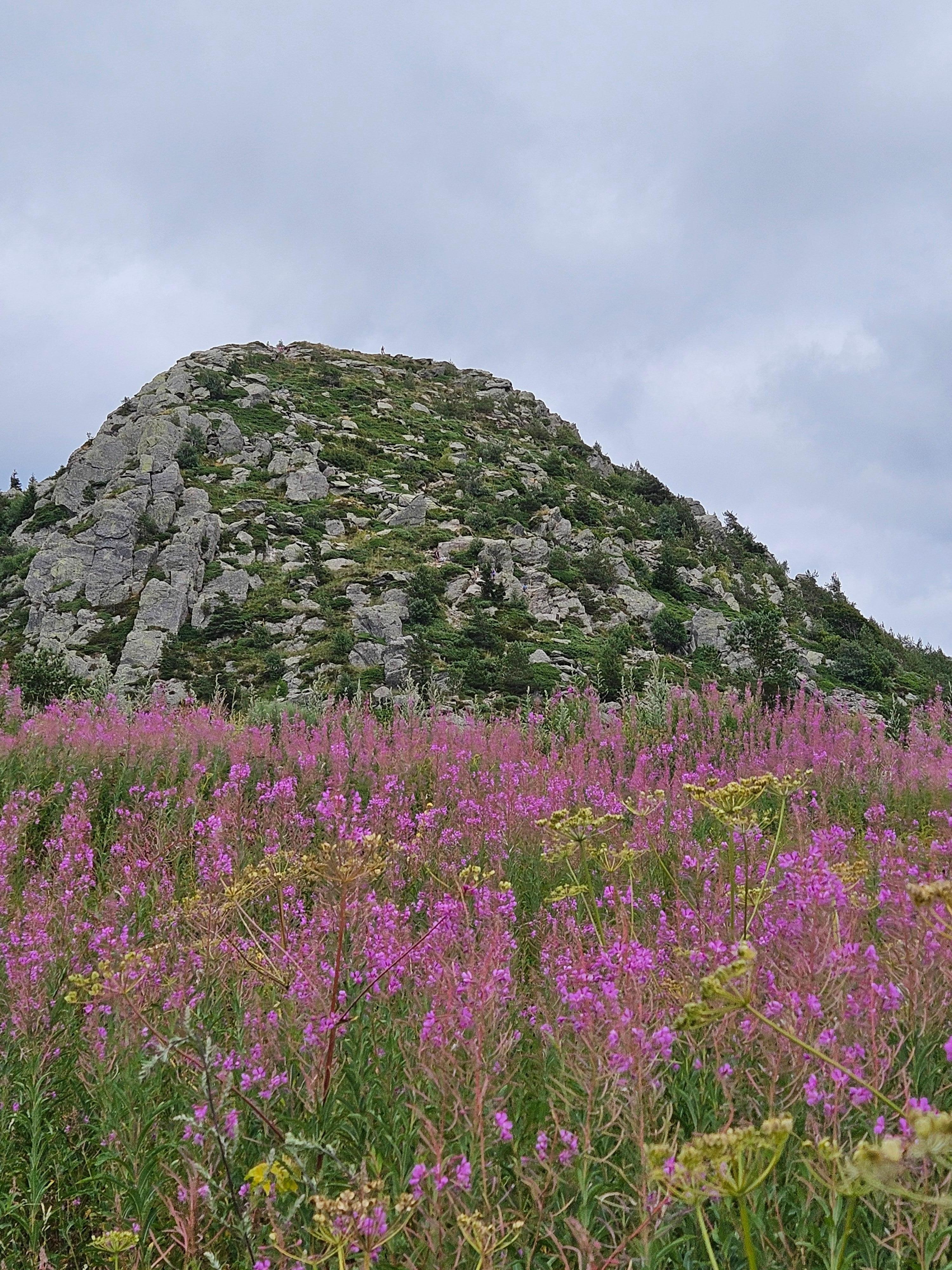 Le mont gerbier des joncs