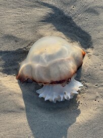 Lots of washed up jellyfish.