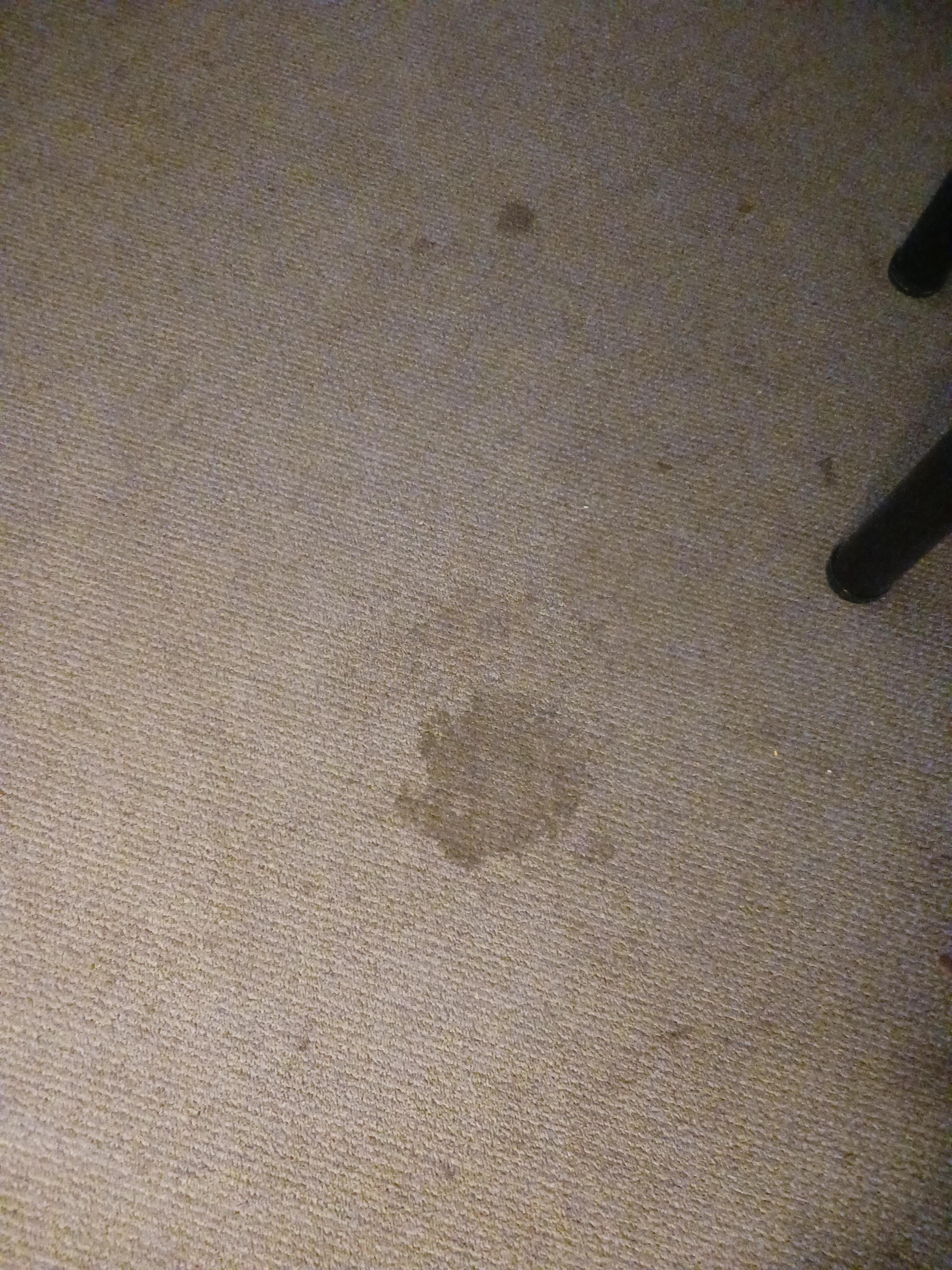 Carpet - Did not want to go barefoot