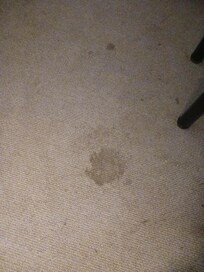 Carpet - Did not want to go barefoot