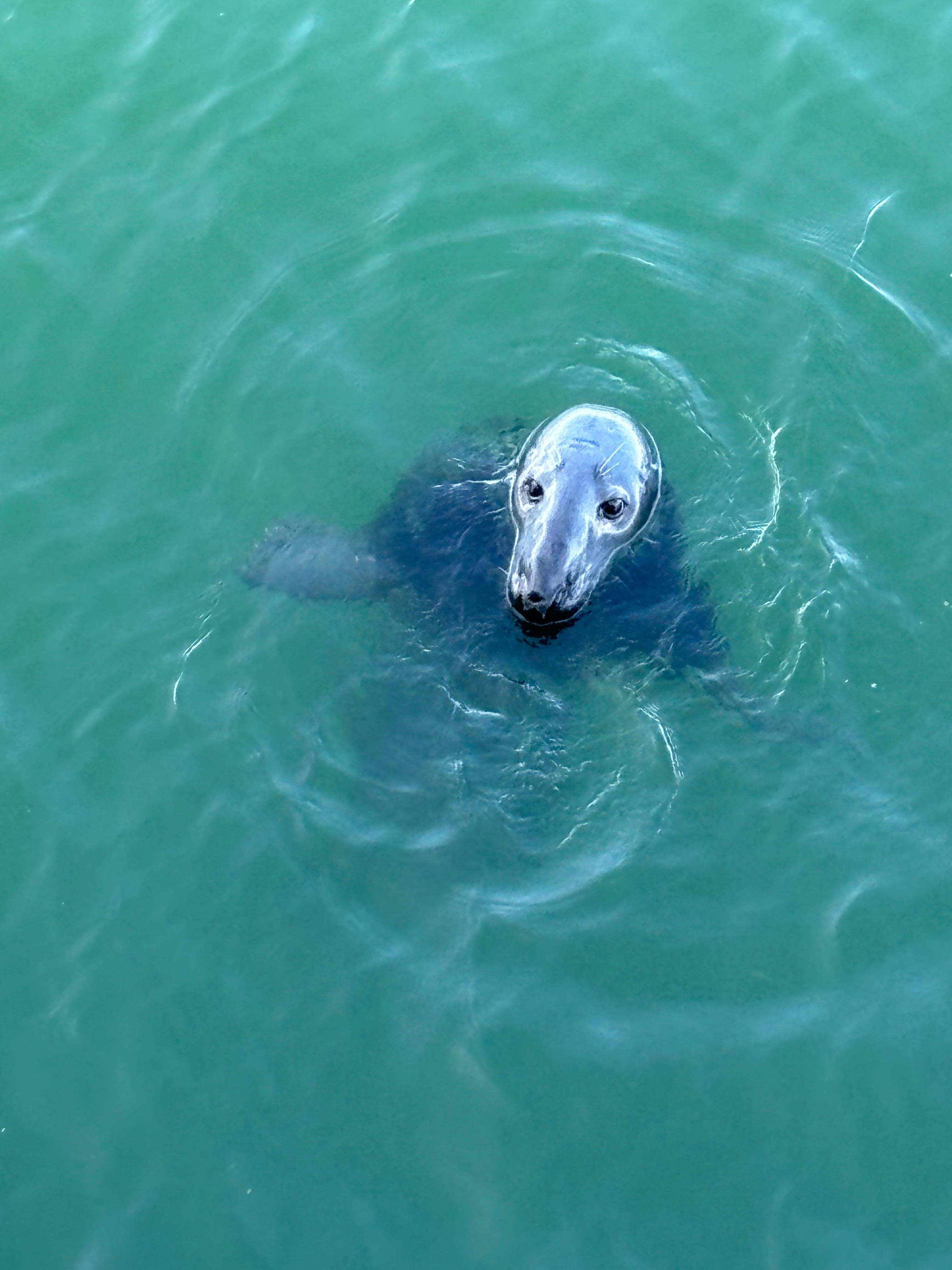 Friend at the Chatham Pier.