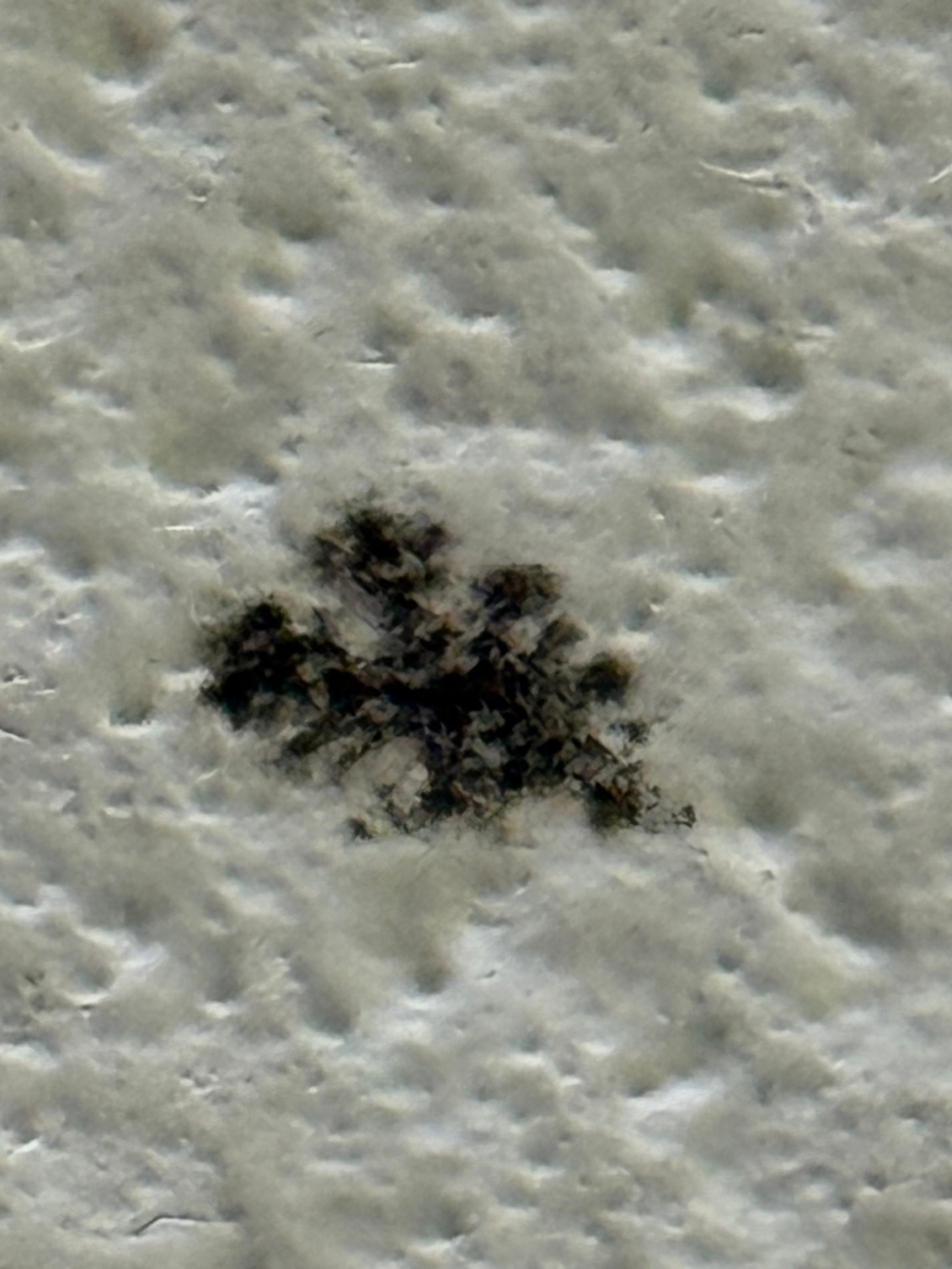 Black mold in bathroom 