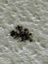 Black mold in bathroom