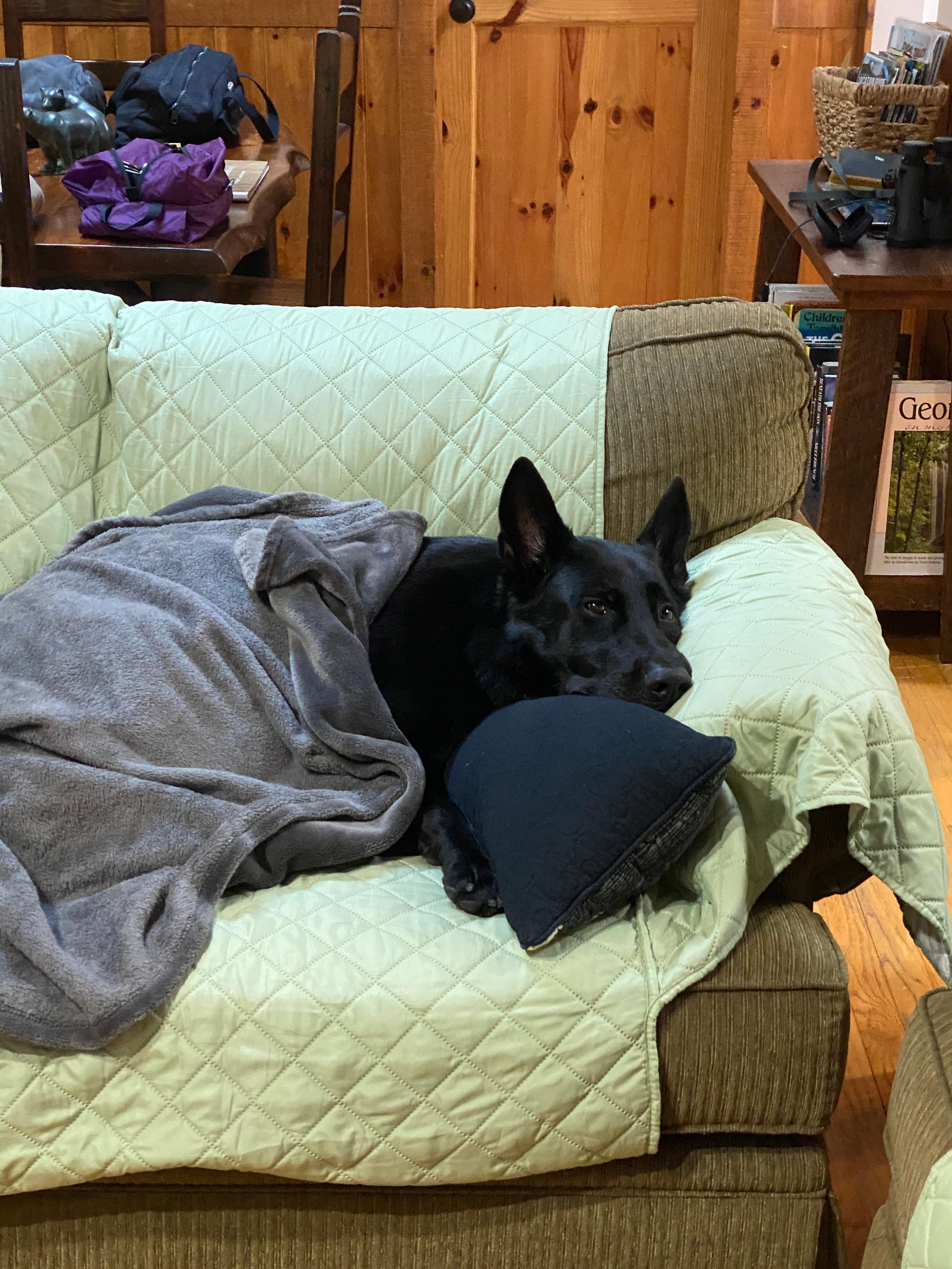 Jet relaxing on vacation- he is on the job 24/7