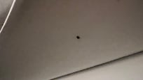 Bed bug crawling on mattress.