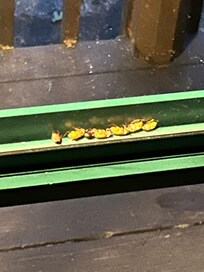 The dead bugs between the windowdoor when you first open it to greet yourself with.