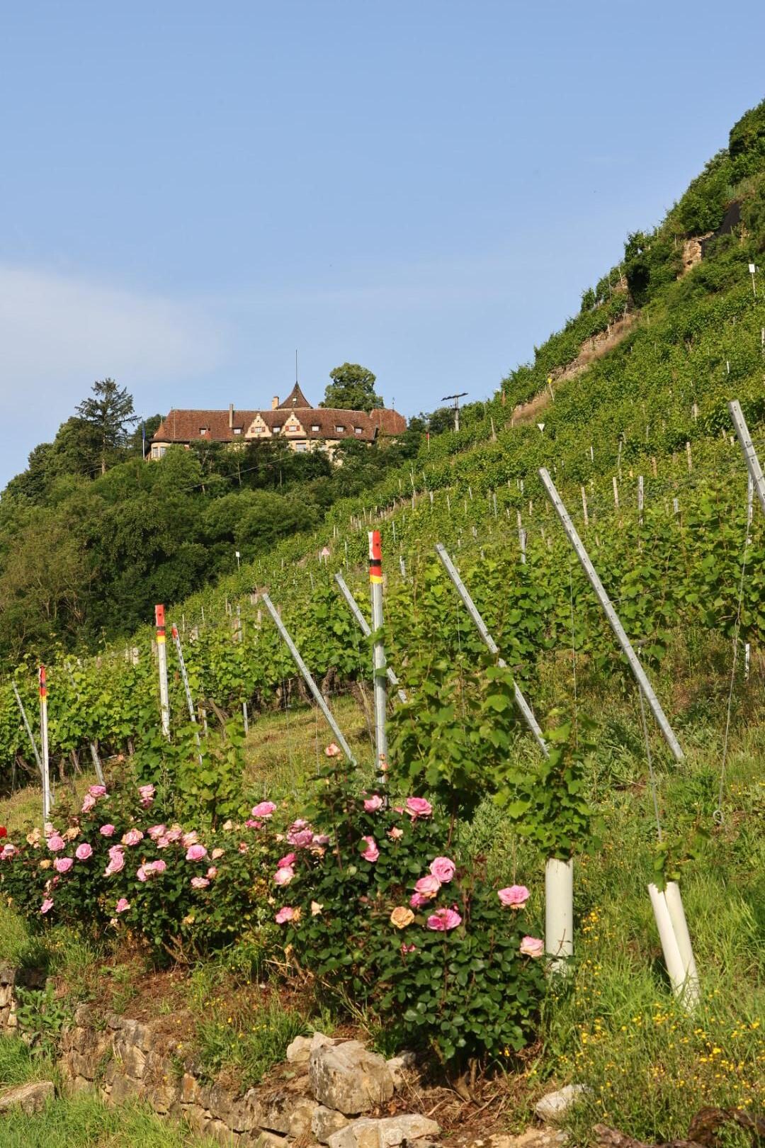 Schloss Ingersheim