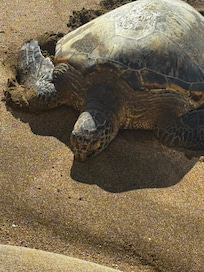 Just below our balcony