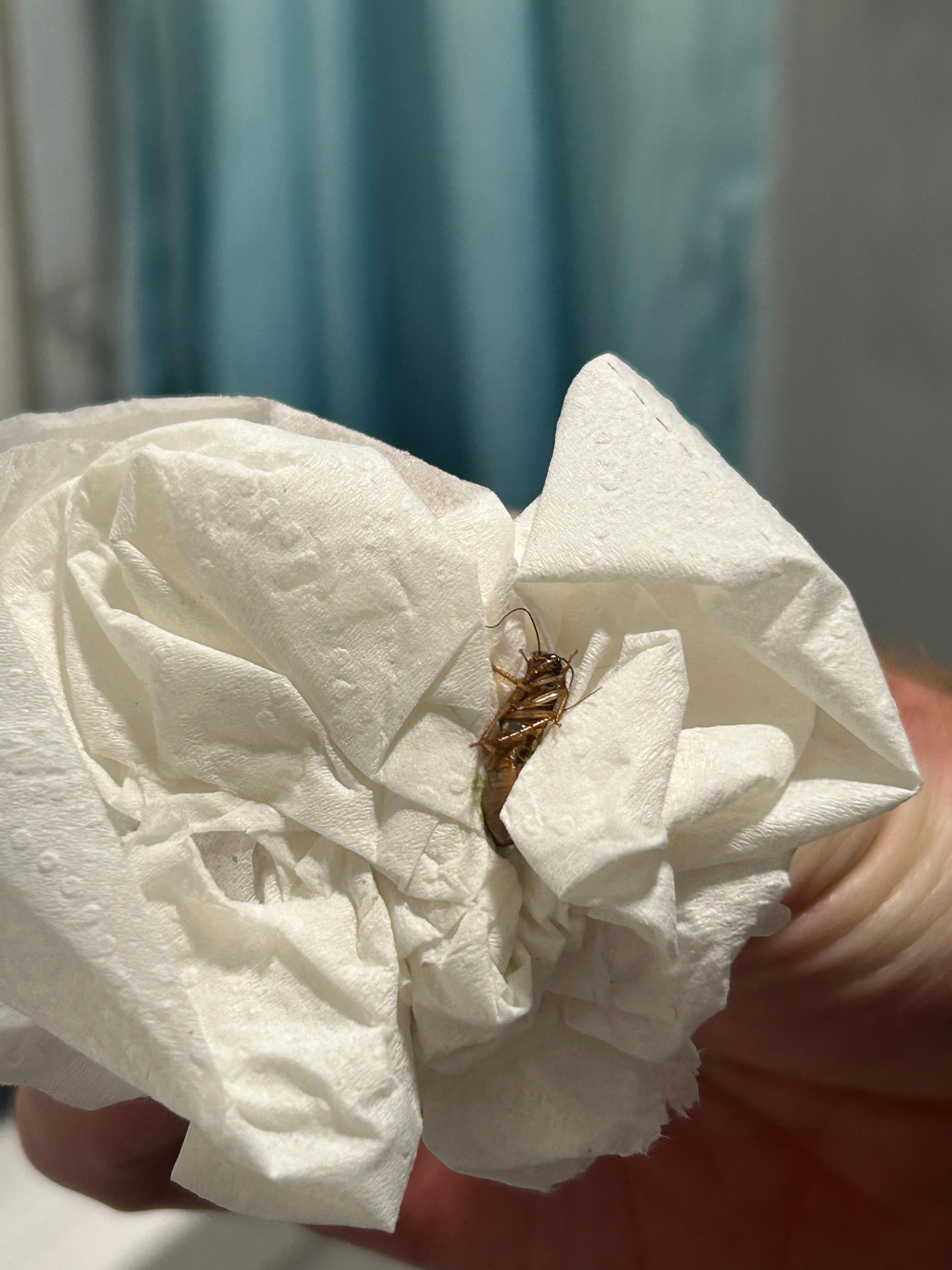 One of many cockroaches we found in the kitchen or bathroom.  