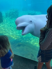 Be sure to go visit the belugas at Mystic Aquarium!