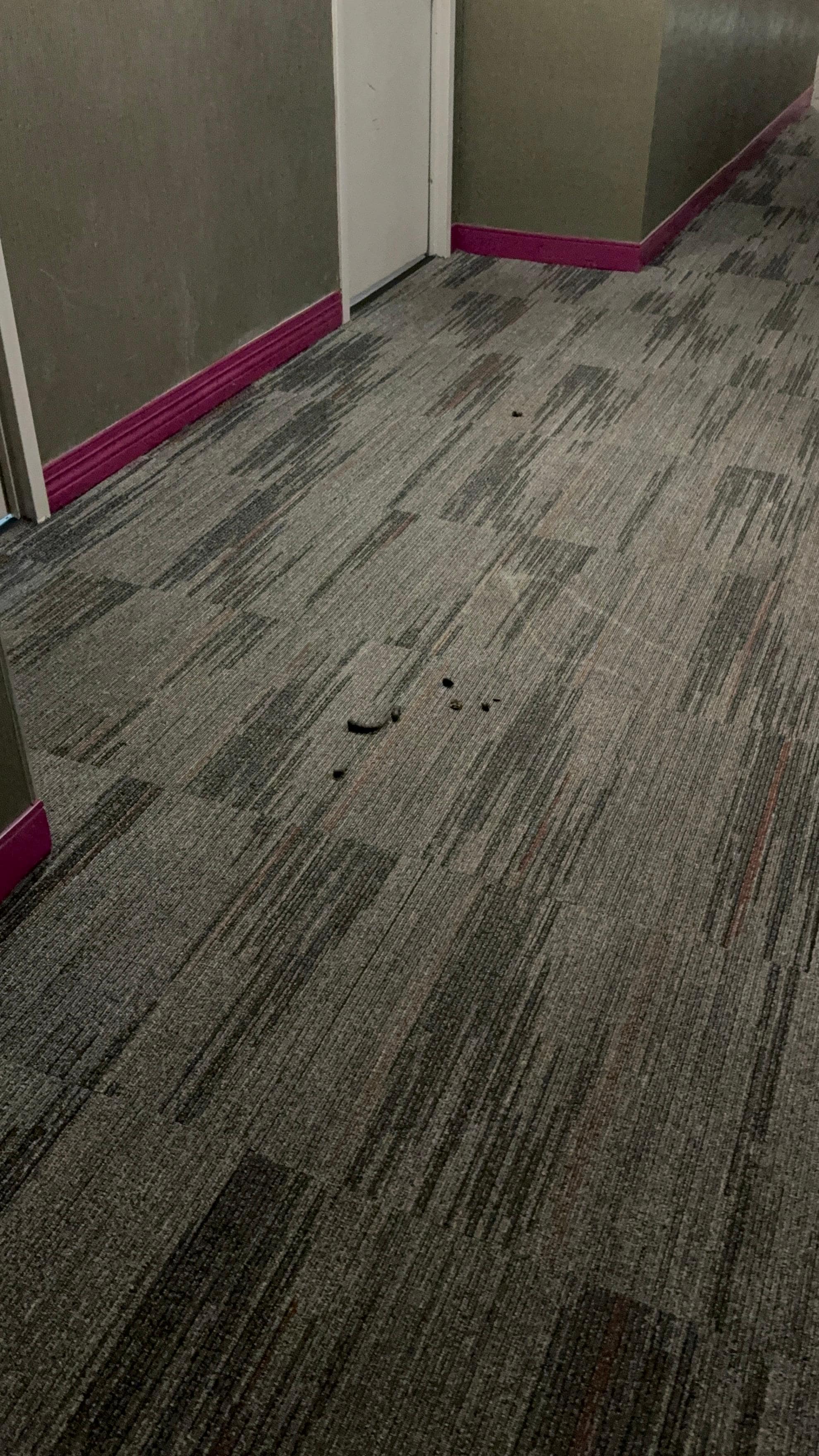 Dogs poop in the hallway 